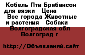 Кобель Пти Брабансон для вязки › Цена ­ 30 000 - Все города Животные и растения » Собаки   . Волгоградская обл.,Волгоград г.